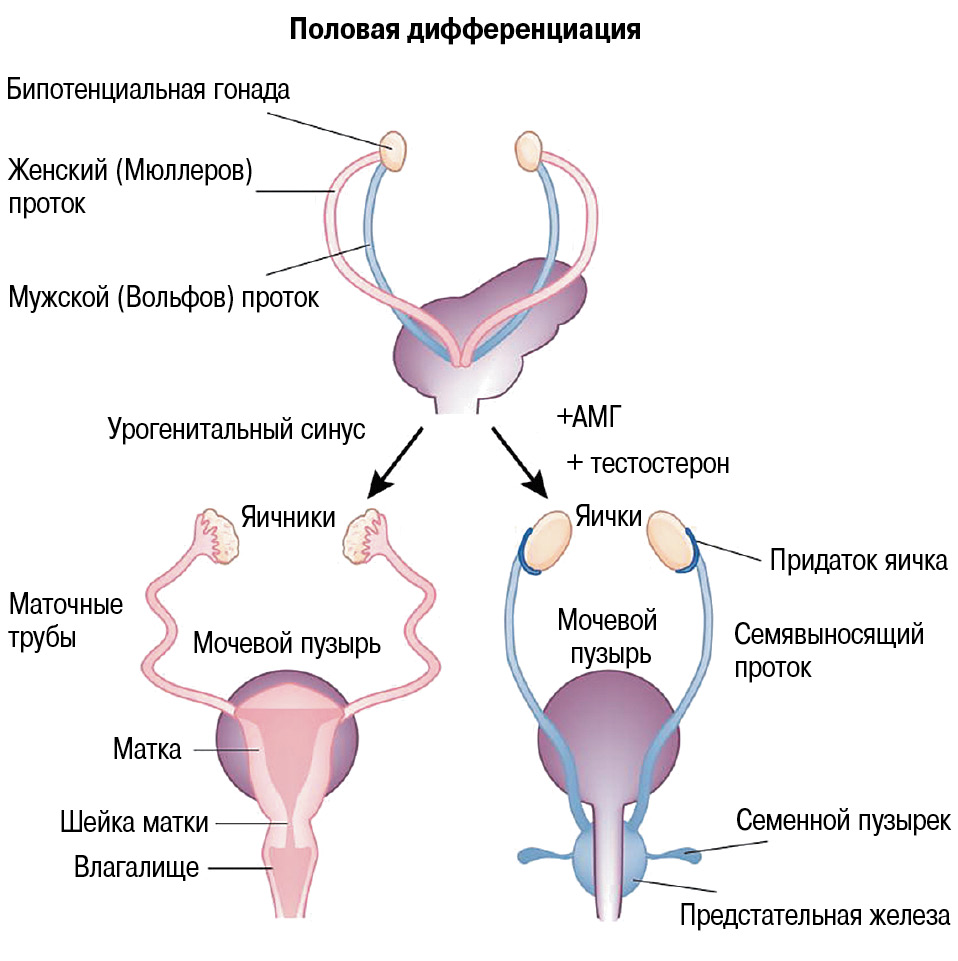 Все эмбрионы изначально женского пола